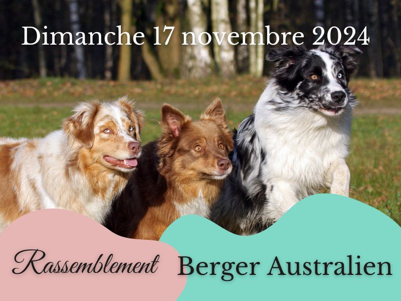 Rassemblement Berger Australien chez Anima Pattes