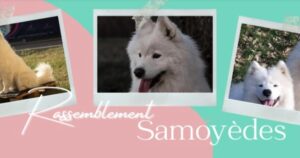 animapattes rassemblement samoyedes octobre 2024